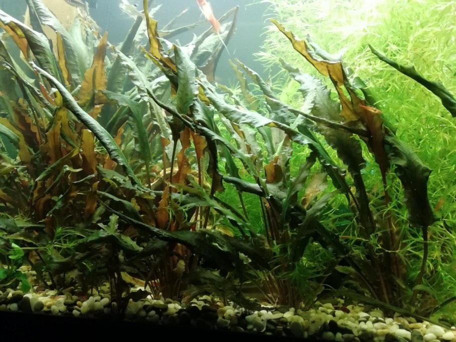 Криптокорина Вендта Тропика