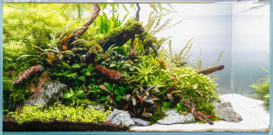 Эхинодорус мурикатус