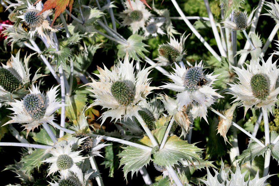Синеголовник плосколистный Eryngium Planum