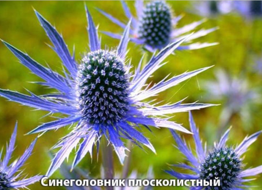 Eryngium giganteum