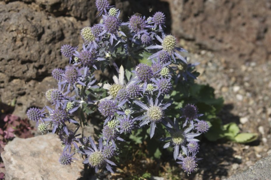 Синеголовник (Eryngium)