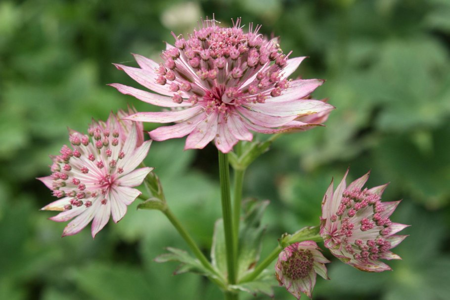 Astrantia Major rosea