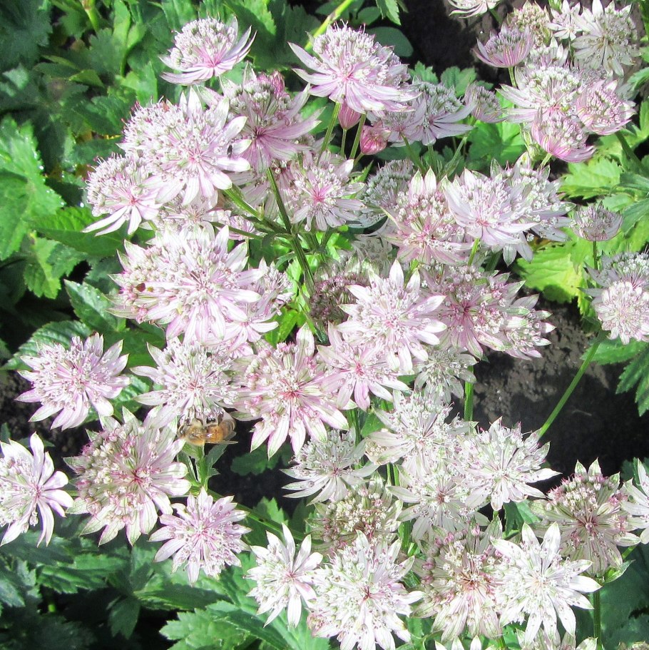 Astrantia Major. 'Star of billion'