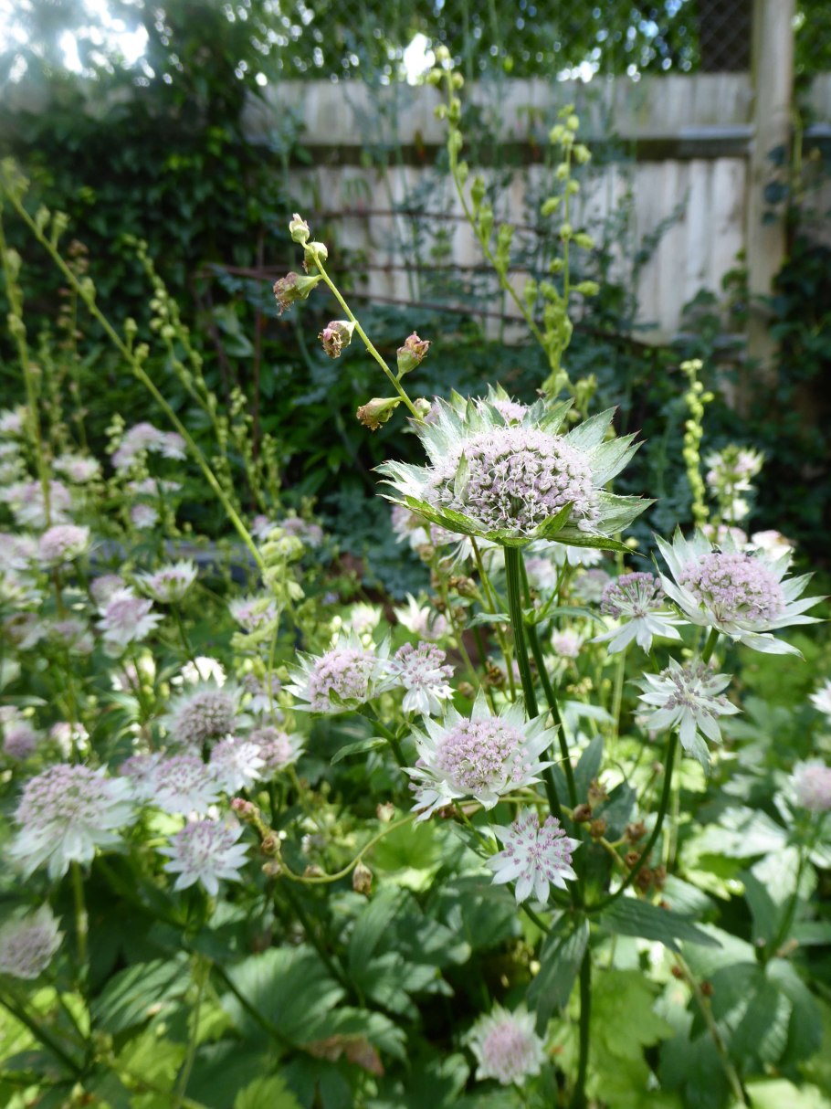 Астранция крупная (Astrantia Major)