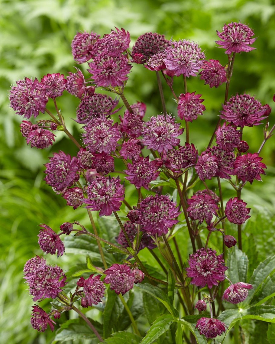 Астранция крупная (Astrantia Major)