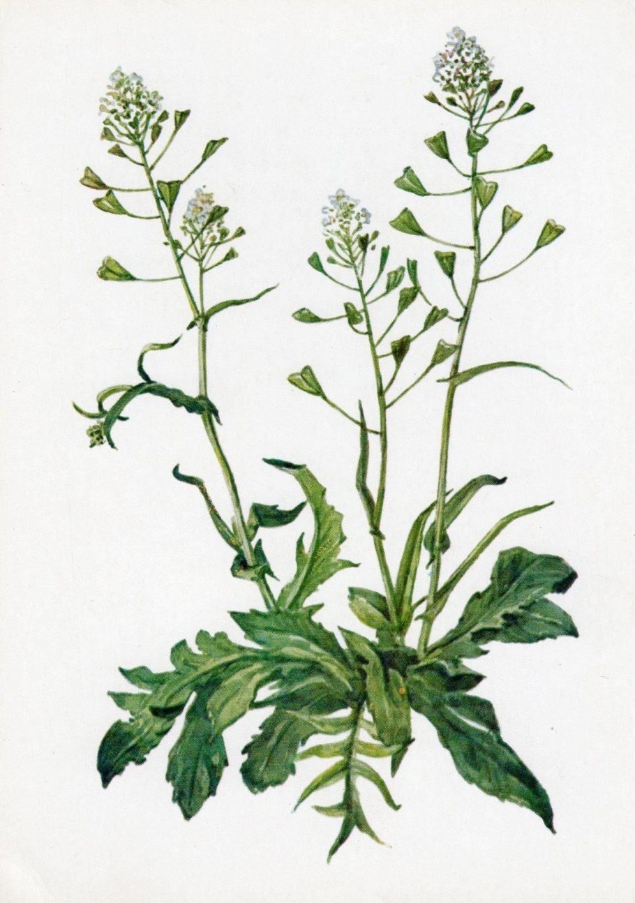 Семейства крестоцветные и Розоцветные таблица