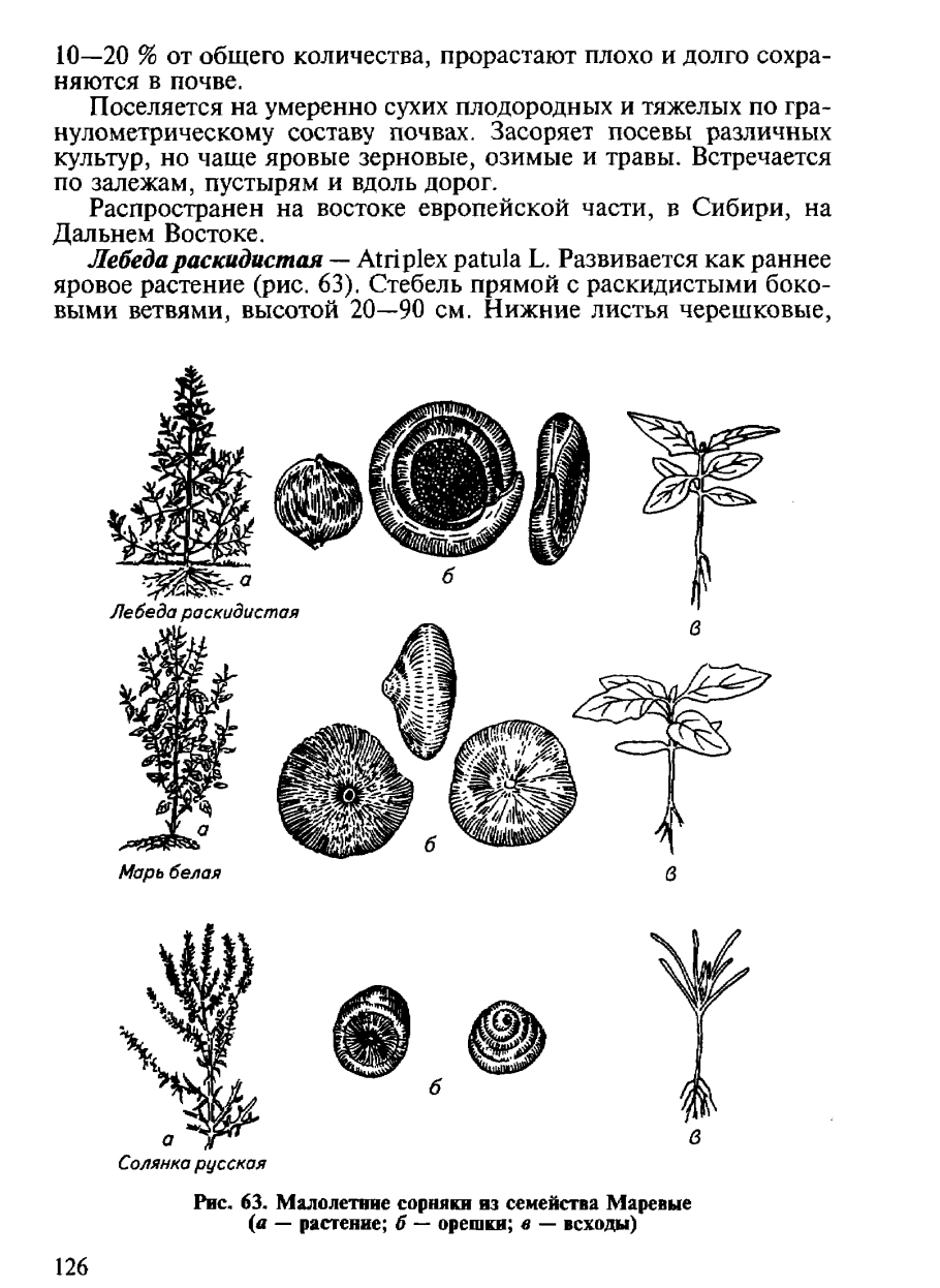 Семейство Маревые представители