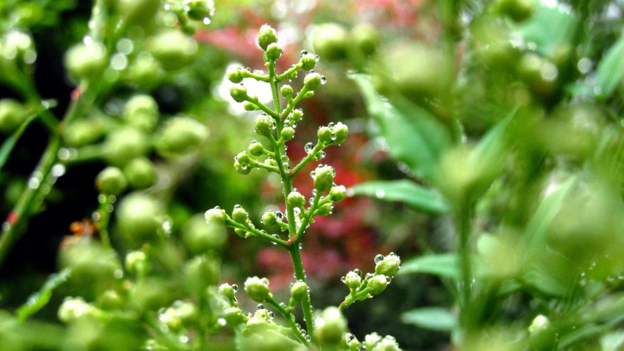 Мелколепестник канадский conyza canadensis