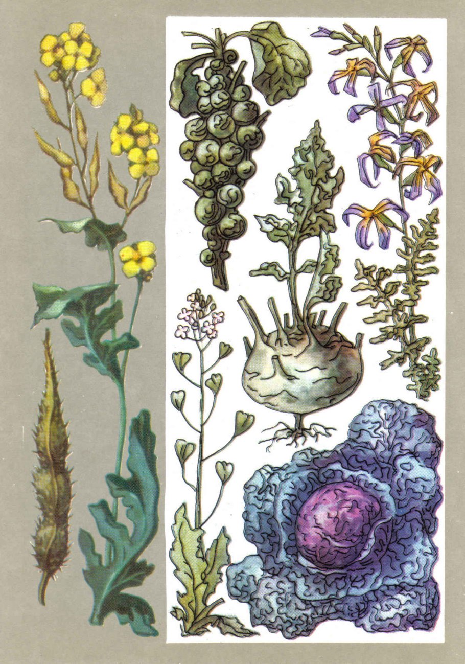 Масличные крестоцветные