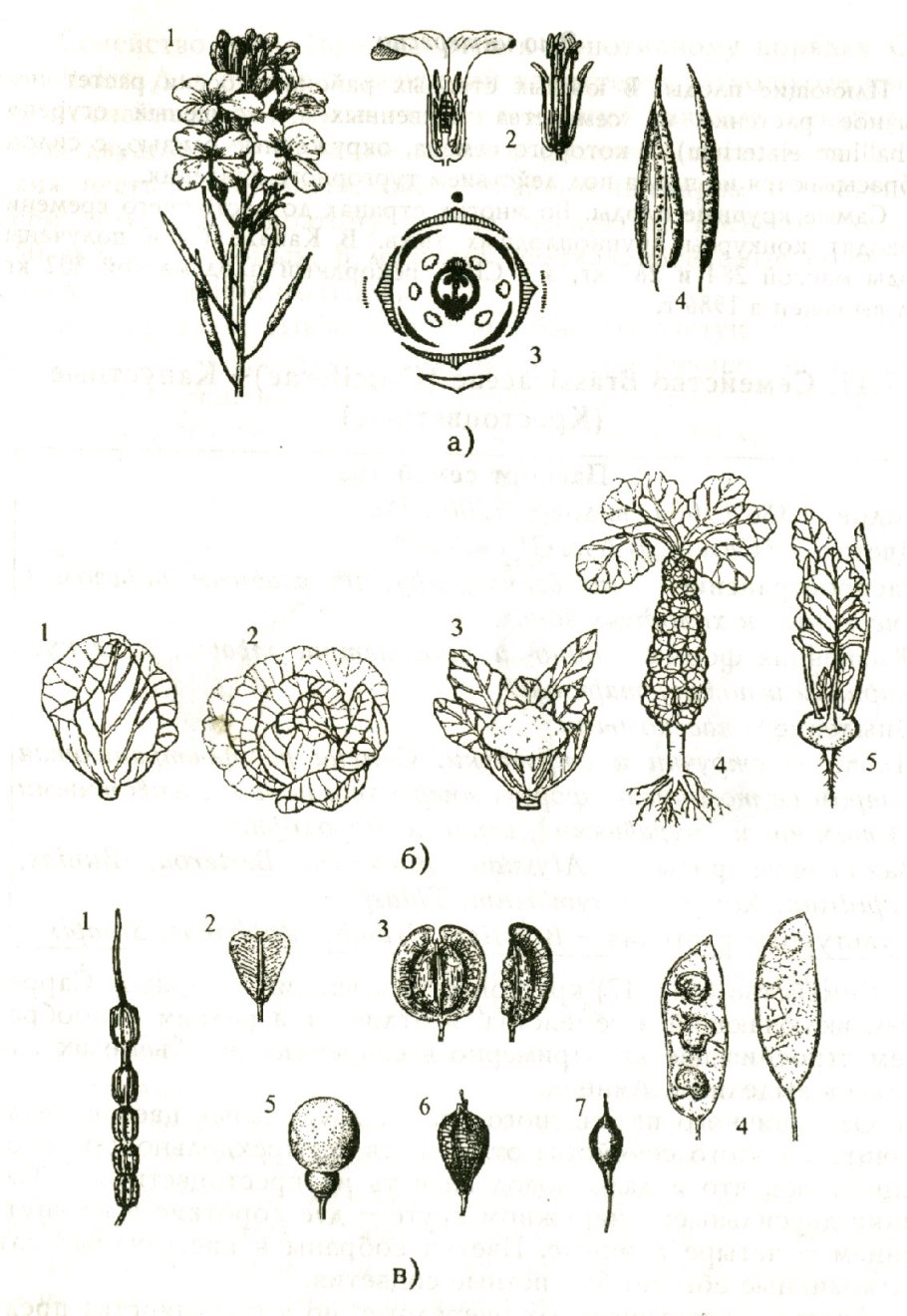 Плод семейства Brassicaceae