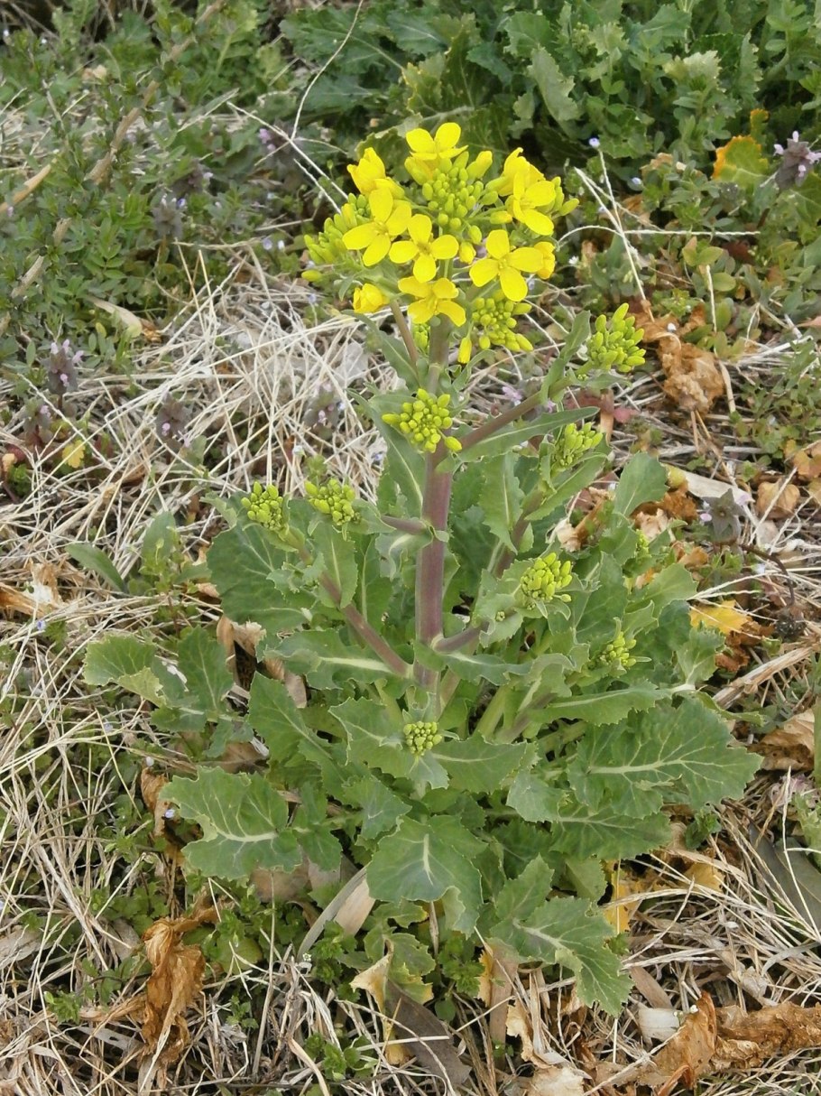 Семена семейства крестоцветных