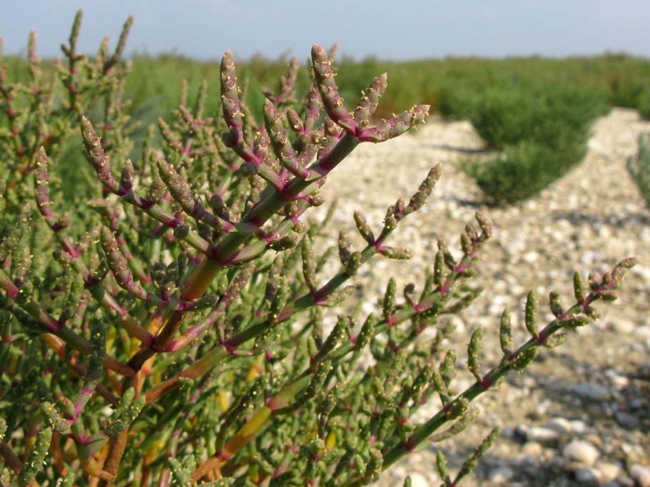 Salicornia perennans