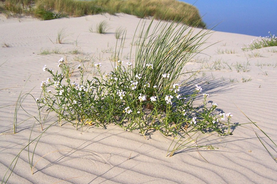 Солончак трава