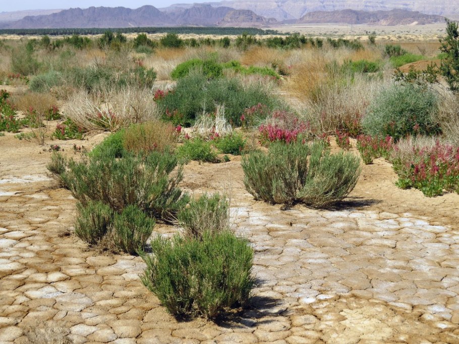 Галофит сарсазан