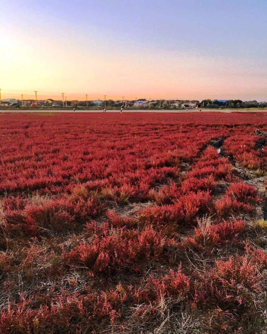 Солерос солончаковый