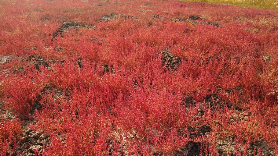 Галофит Полынь