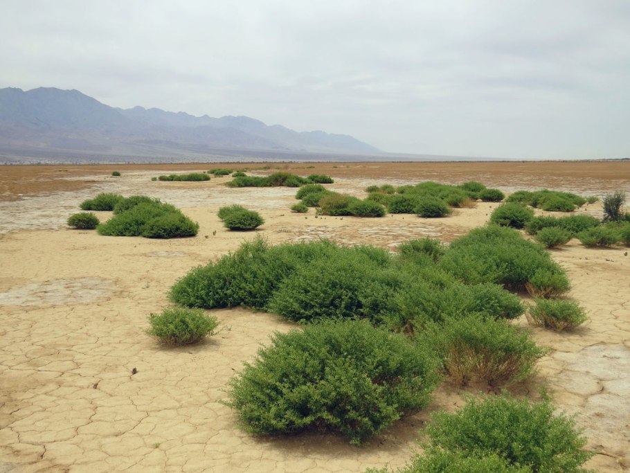 Солончак солерос