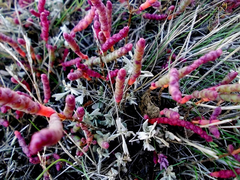 Солерос солончаковый