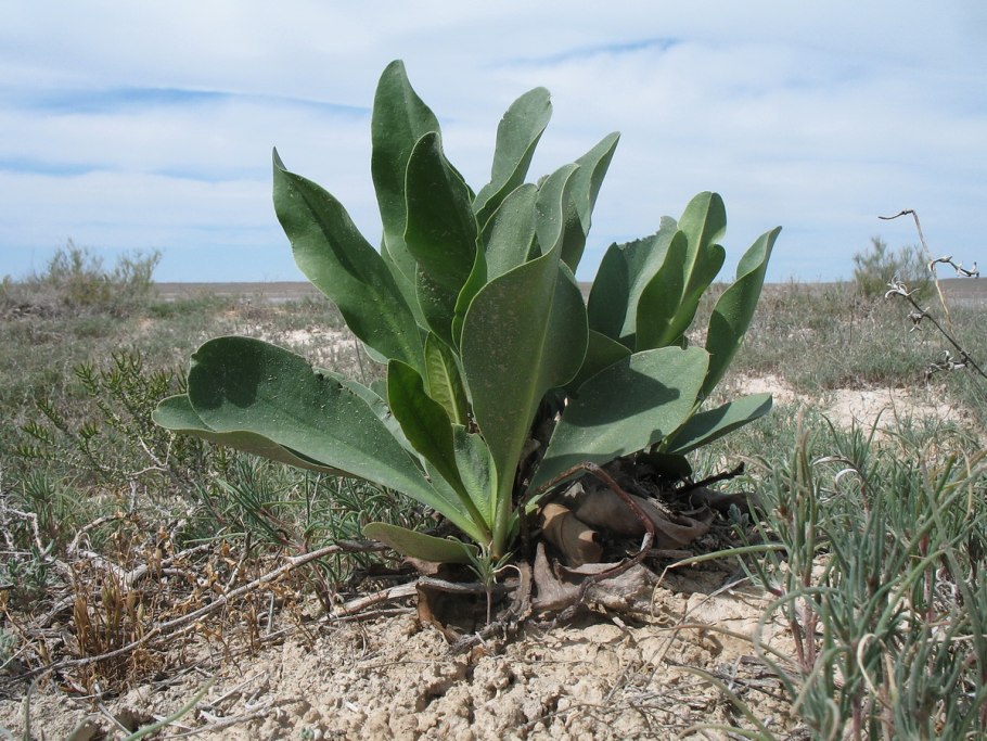 Растения растущие на солончаках