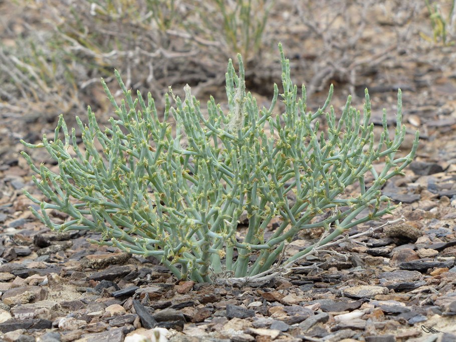 Ежовник Анабазис