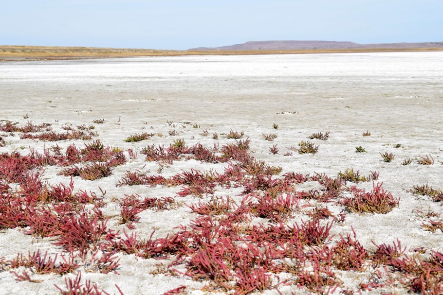 Озеро Грузское Ростовская область