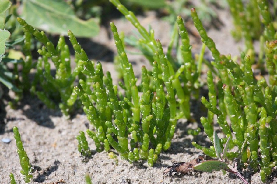 Salicornia herbacea