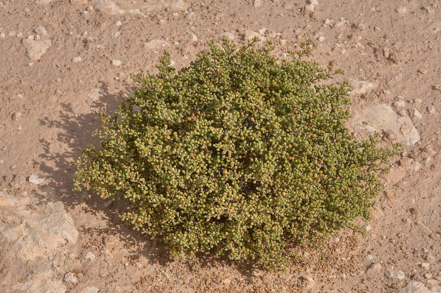 Halophyte species Licorice