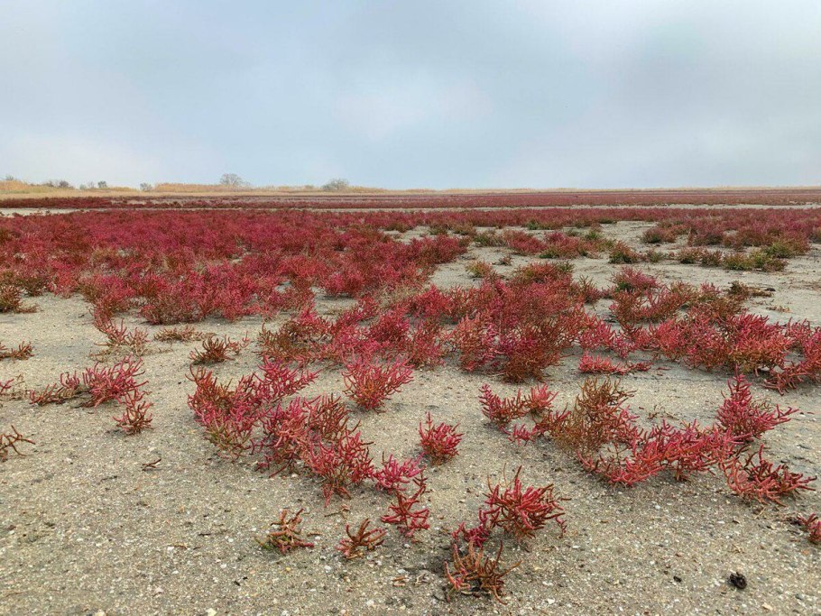 Солерос.Лиман Витязево