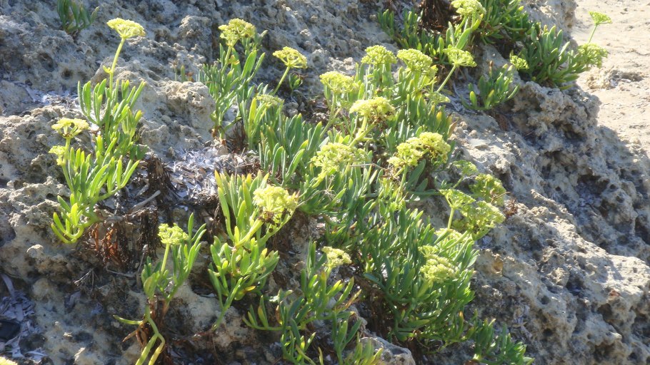 Salicornia herbacea