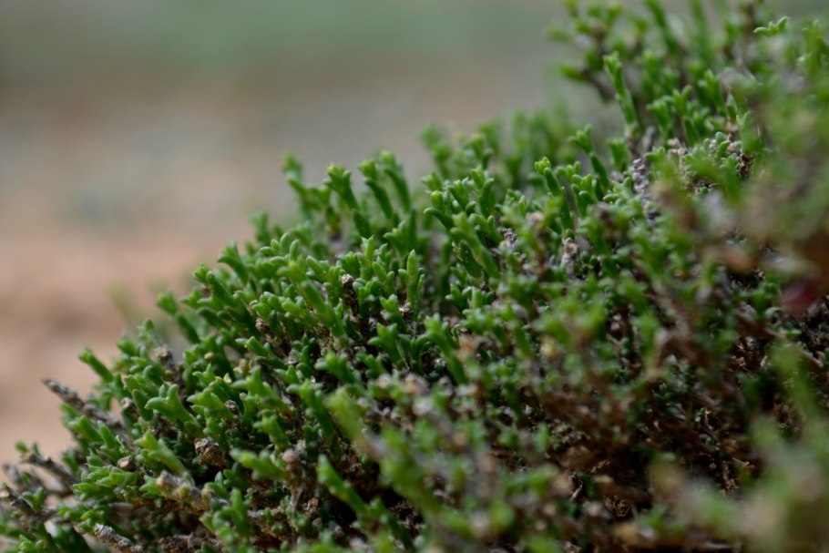 Анабазис солончаковый