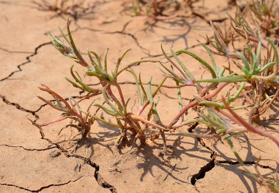 Petrosimonia brachiata