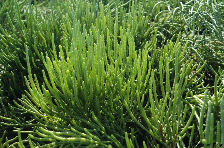 Солерос (Salicornia)