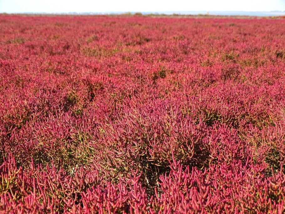 Солерос травянистый