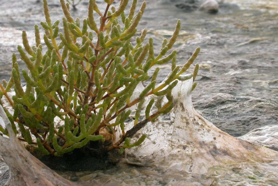 Солерос Европейский