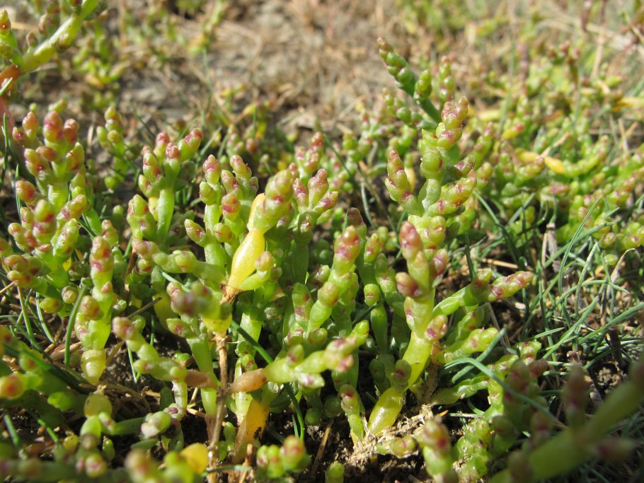 Солерос Европейский