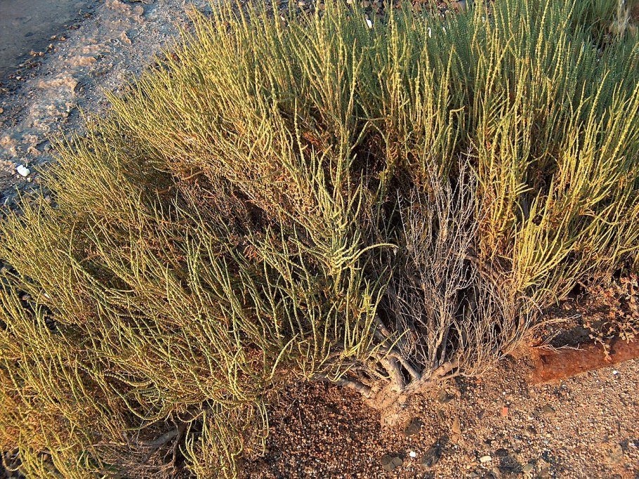 Сарсазан шишковатый (Halocnemum strobilaceum)