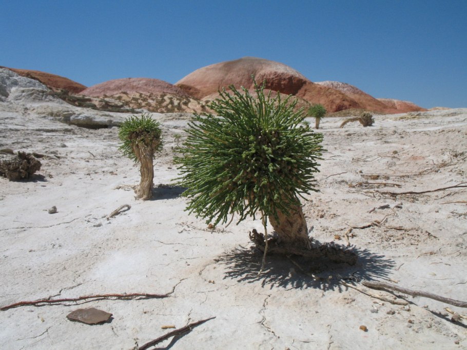 Ежовник меловой