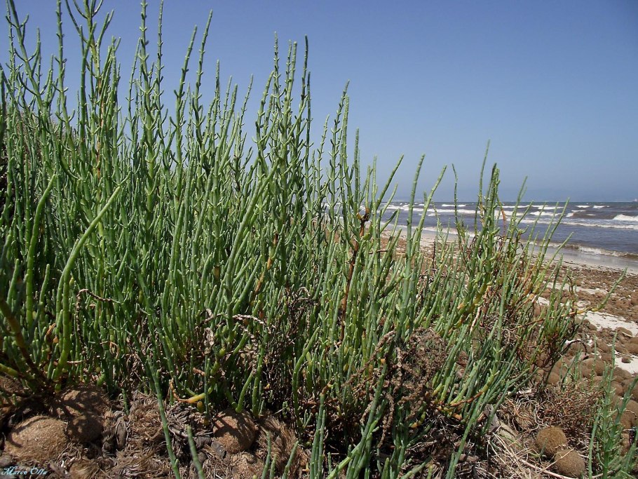 Salicornia herbacea