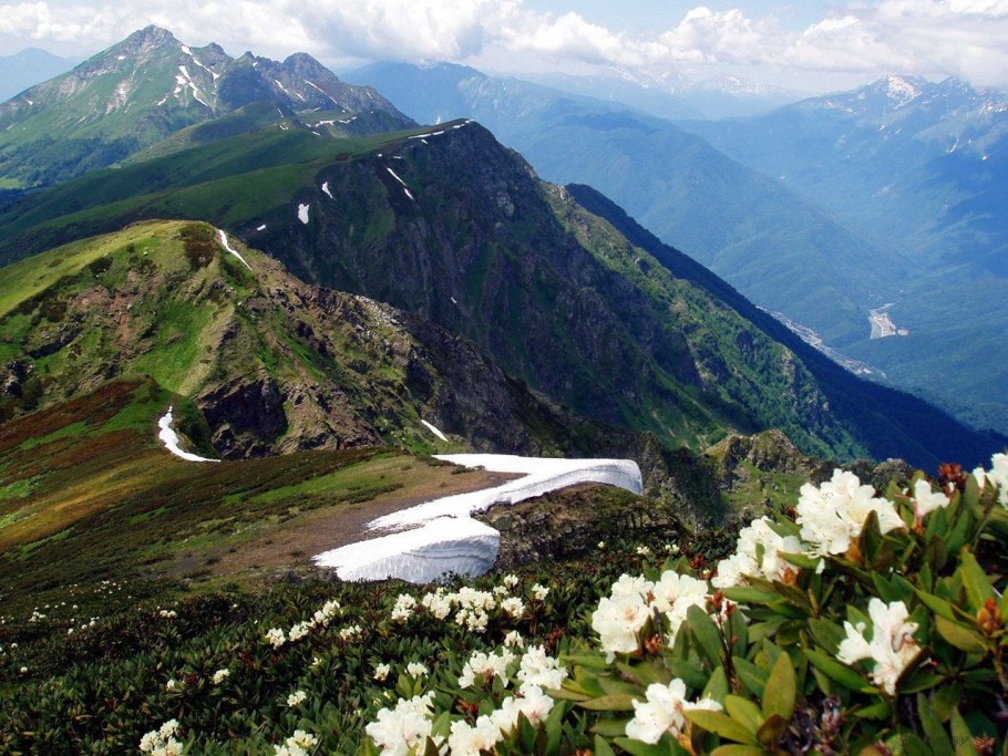Рододендрон кавказский красная Поляна