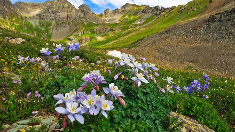Альпийские Луга Северного Кавказа