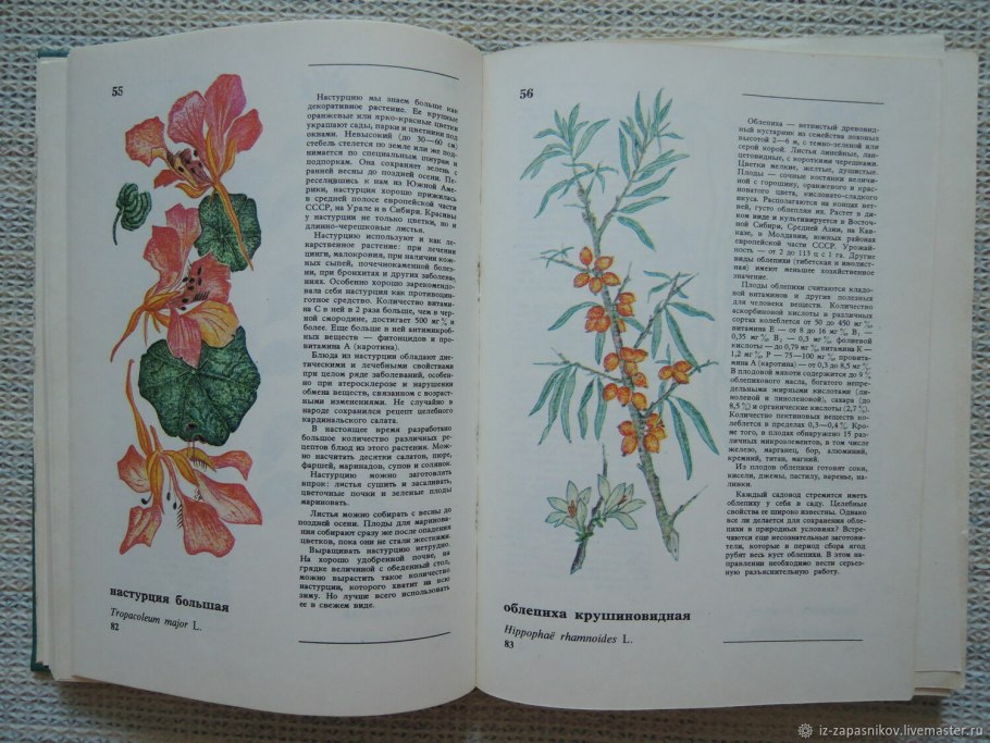 Дикорастущие съедобные растения книга