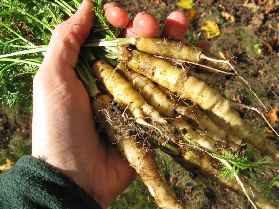 Баркан Дикая морковь