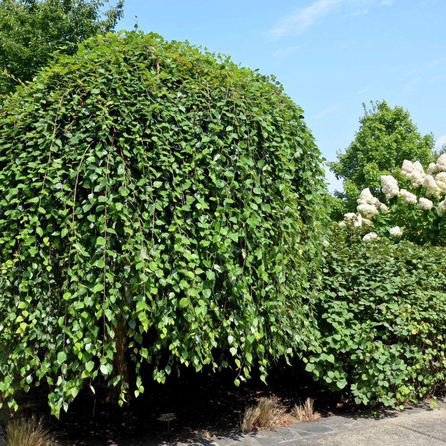 Ива цельнолистная Пендула