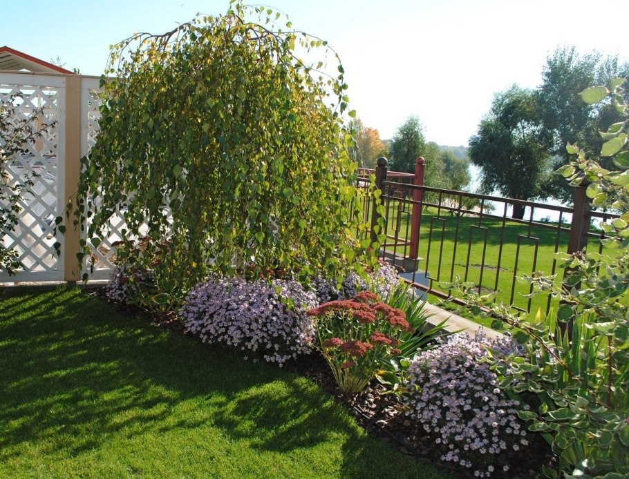 Береза повислая Betula pendula “Youngii”