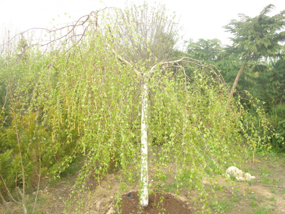 Betula Alba Youngii (pendula)