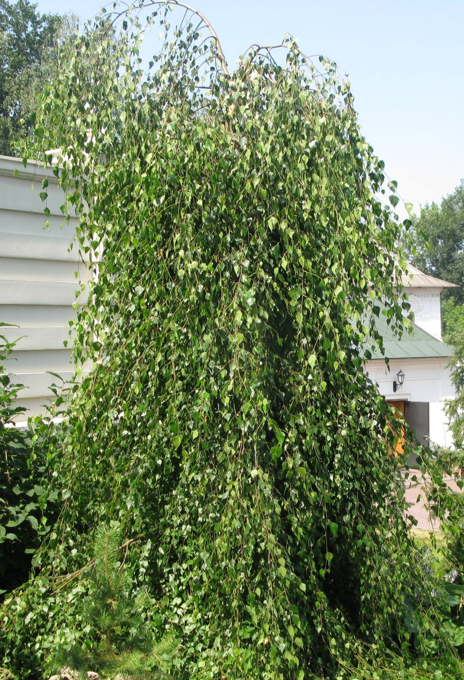 Береза плакучая Youngii