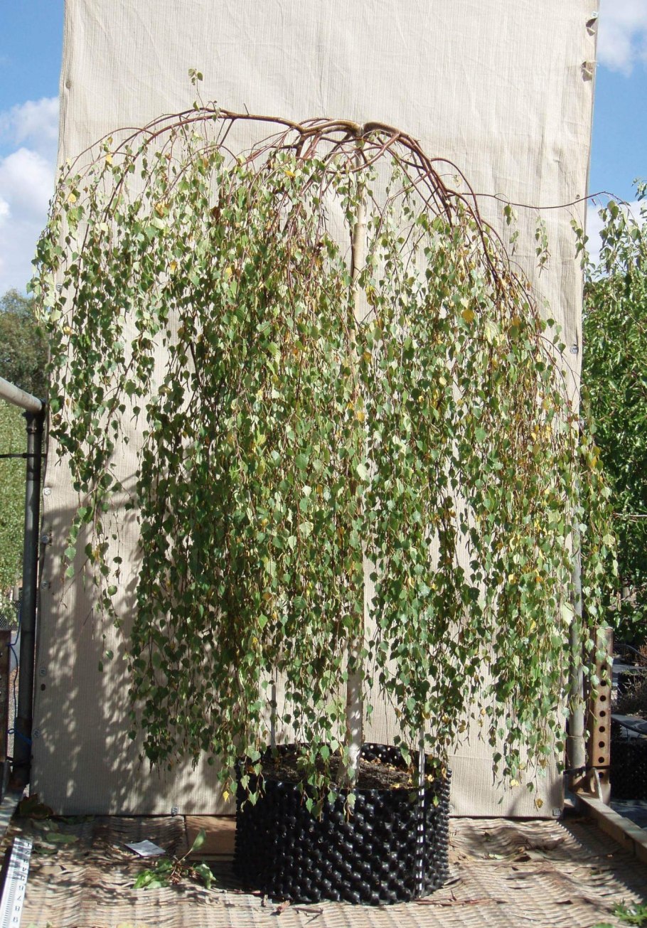 Береза повислая Юнги Betula pendula Youngii