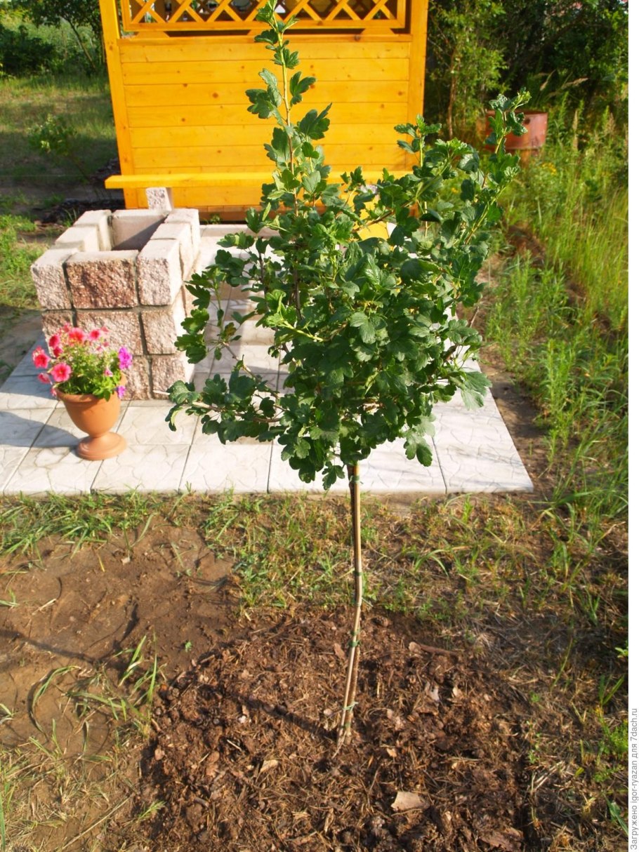 Смородина Титания (штамбовая)