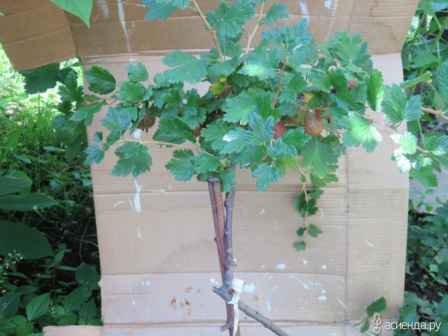 Штамбовая красная смородина