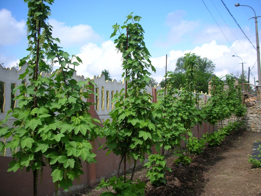 Арония штамбовая